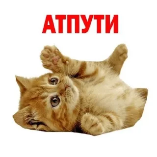 🦄 emoji кошачья переписка :: @sozdat_stikery_bot Telegram sticker 11 of 19
