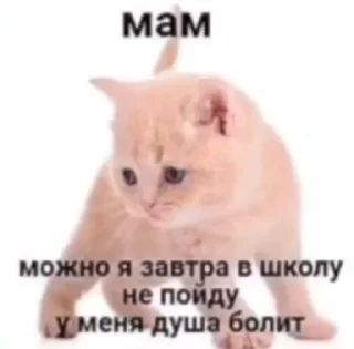 🦄 emoji кошачья переписка :: @sozdat_stikery_bot Telegram sticker 7 of 19