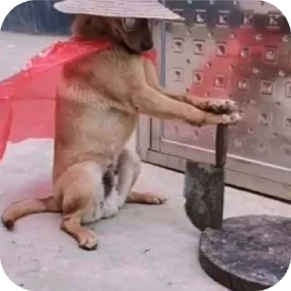 🐶 emoji Купальня пьяных бибизьян Telegram sticker 24 of 48