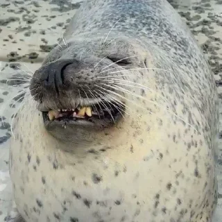 Sticker from Seals