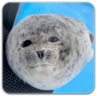 ⭐ emoji seals☆ Telegram sticker 1 of 18