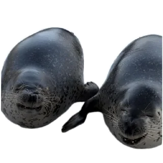Sticker from seals