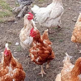 🐔 emoji я крутая,но мы тоже Telegram sticker 4 of 70