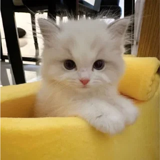 💚 emoji (не)хейтер джисуна Telegram sticker 10 of 32