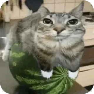 Sticker from Чоо
