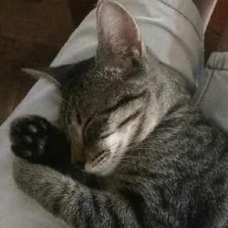 😴 emoji Cat sticker by @sticker_pack_channel — @stckrRobot Telegram sticker 9 of 120