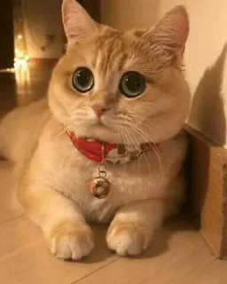 👀 emoji Cat sticker by @sticker_pack_channel — @stckrRobot Telegram sticker 18 of 120