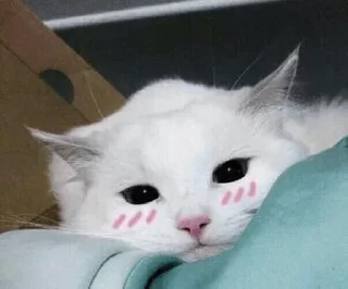 👀 emoji Cat sticker by @sticker_pack_channel — @stckrRobot Telegram sticker 19 of 120