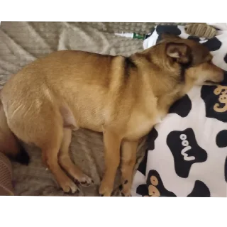 🐶 emoji Пёс Гомо Telegram sticker 20 of 120