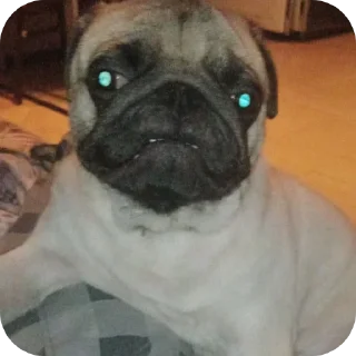 🐶 emoji Пёс Гомо Telegram sticker 18 of 120