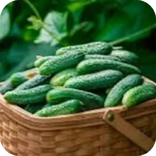 📦 emoji Огурцы 🥒 Telegram sticker 5 of 22