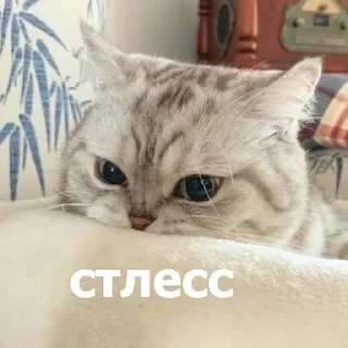 😤 emoji Больше стикеров 👉🏻 @stickertg4 Telegram sticker 23 of 80