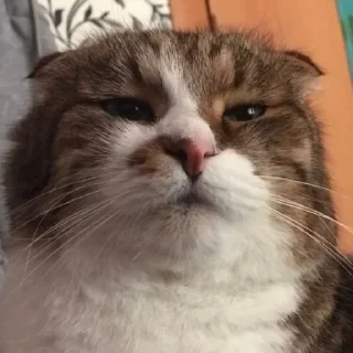 🤤 emoji мужья пуси Telegram sticker 5 of 13