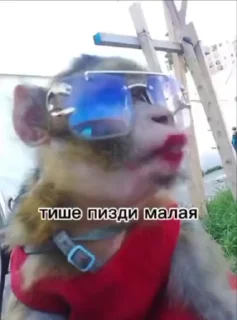 🌟 emoji Стикеры Иван Чая пон ➡️ @Ctikerubot Telegram sticker 24 of 71