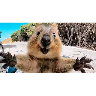 Sticker from Quokka (@pt_stickers)