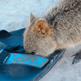 Sticker from Quokka (@pt_stickers)