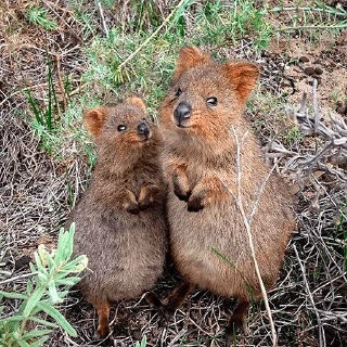 Sticker from Quokka (@pt_stickers)