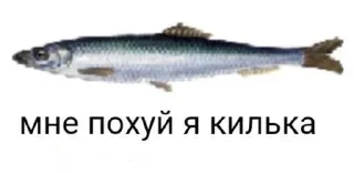 🌟 emoji Бк ском Telegram sticker 7 of 116