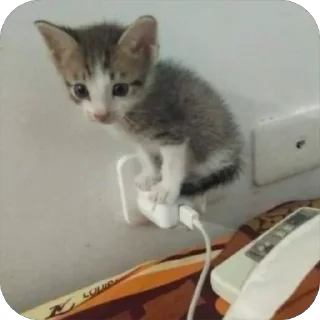 Sticker from Пикчи с котятк