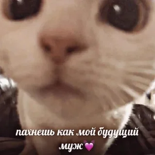 Sticker from Жоска