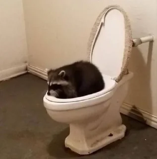 🚽 emoji Еноты Telegram sticker 5 of 111