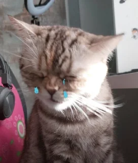😭 emoji Milkasik stickers Telegram sticker 18 of 22