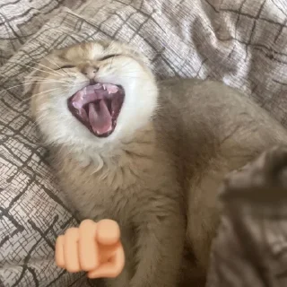 🌟 emoji cats laugh at you Telegram sticker 17 of 20