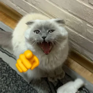 🌟 emoji cats laugh at you Telegram sticker 9 of 20