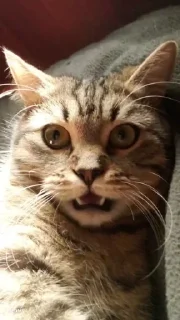 🤯 emoji Крокодил @temy_yazyki_bot Telegram sticker 2 of 35