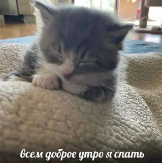 💤 emoji Больше стикеров: @sticerru Telegram sticker 12 of 69
