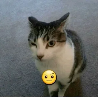 🌟 emoji Котячий домек 🥚(негативная ау pack by @QuotLyBot Telegram sticker 23 of 82