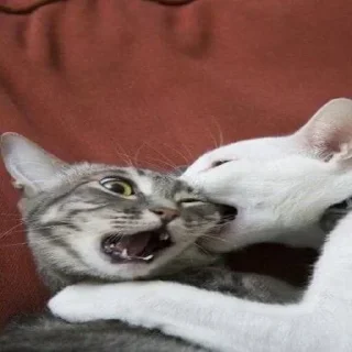 😡 emoji Больше стиков тут: @stikery4 Telegram sticker 21 of 108