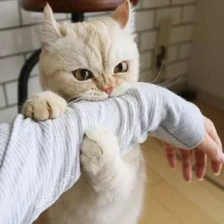 😡 emoji Больше стиков тут: @stikery4 Telegram sticker 20 of 108