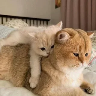 🥺 emoji Больше стиков тут: @stikery4 Telegram sticker 15 of 108