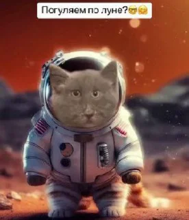 😅 emoji Кошка не ждали ➡️ @Ctikerubot Telegram sticker 2 of 22