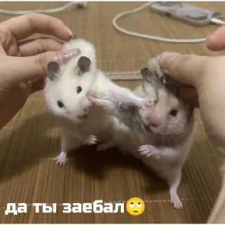 🙄 emoji пупсик💋 Telegram sticker 21 of 27