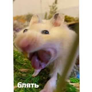 🙀 emoji пупсик💋 Telegram sticker 10 of 27