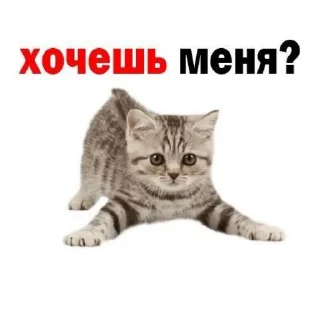 👍 emoji Vagabond Smilodon ➡️ @Ctikerubot Telegram sticker 12 of 15
