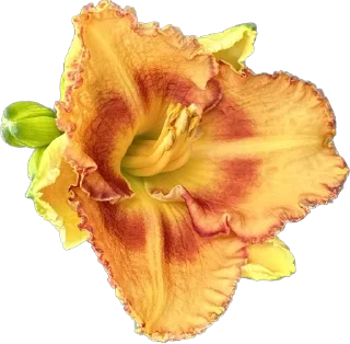 🌼 emoji Держи цветочек 🌸 @nomand_margo Telegram sticker 23 of 55