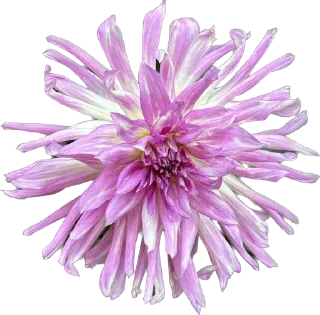 🌸 emoji Держи цветочек 🌸 @nomand_margo Telegram sticker 14 of 55