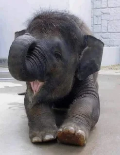 Sticker from elephant