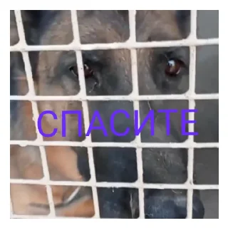 😢 emoji Мем от Самира Telegram sticker 14 of 20