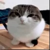 💗 emoji эуэуэу Telegram sticker 5 of 33