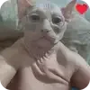 👍 emoji Писка болит ➡️ @Ctikerubot Telegram sticker 24 of 24