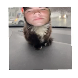 🐱 emoji Егор в Anape Telegram sticker 10 of 21