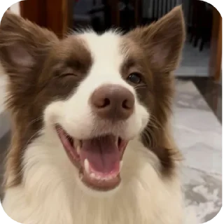 🐶 emoji soBaki(BaaaKKKaaaa😈) Telegram sticker 7 of 104