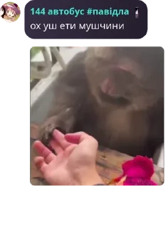 🐒 emoji Ягадни чат 🍂🧡 pack by @QuotLyBot Telegram sticker 13 of 119