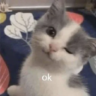 😽 emoji мяу Telegram sticker 13 of 31