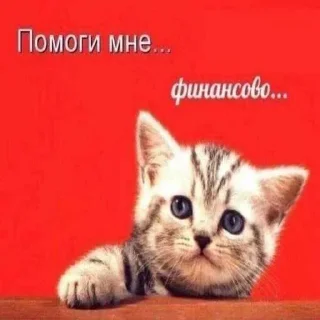 😭 emoji Кицьки ➡️ @Ctikerubot Telegram sticker 23 of 62