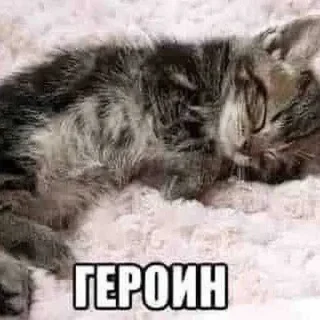😔 emoji Кицьки ➡️ @Ctikerubot Telegram sticker 15 of 62